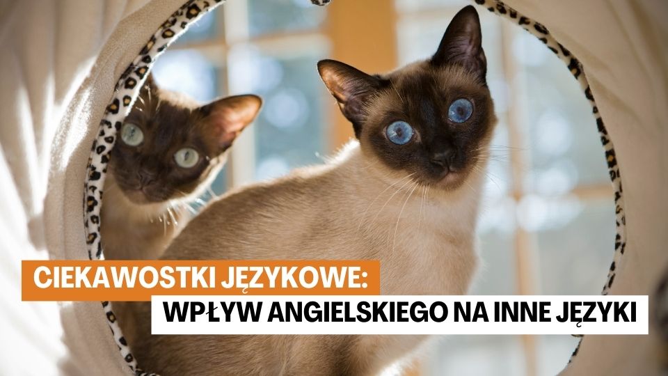 Ciekawostki Językowe: Wpływ Angielskiego na Inne Języki
